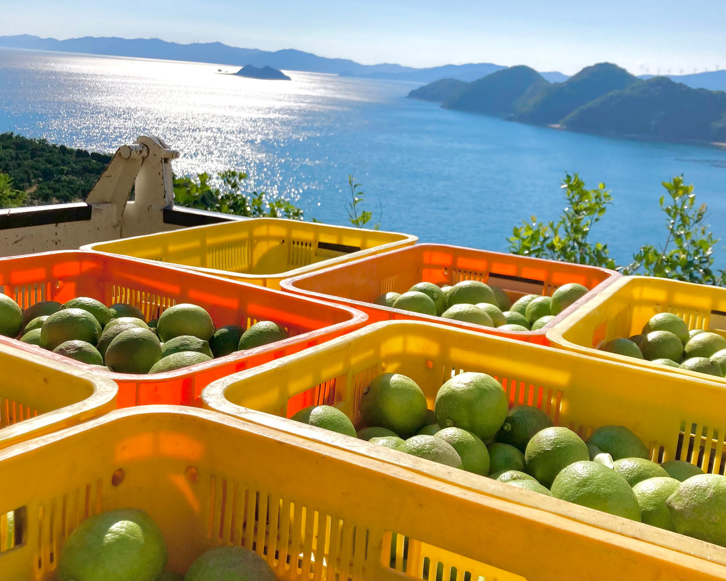 【訳あり】グリーンレモン