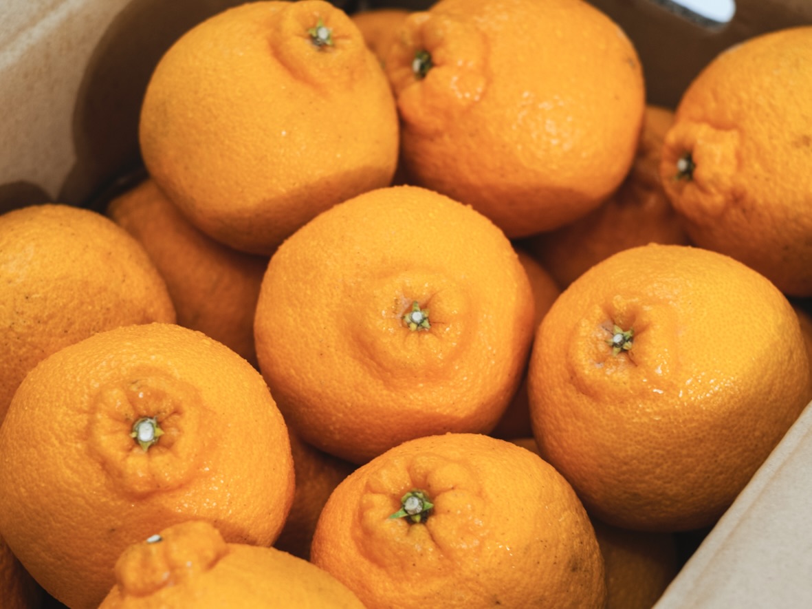 露地不知火20kg(家庭用)mama✩ 不知火｜新口農園｜オンラインショップ – SHINGUCHI FARM