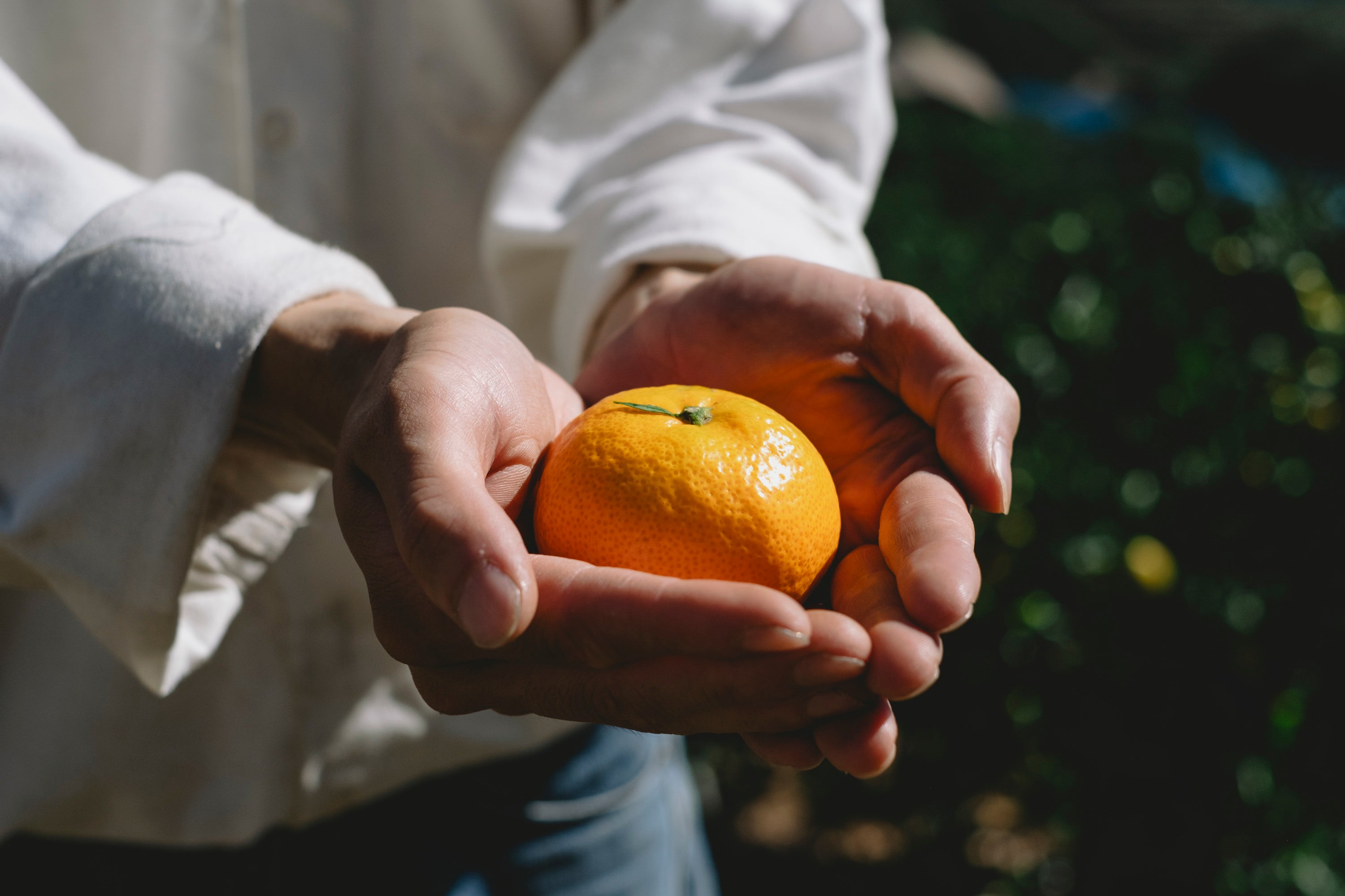 SHINGUCHI FARM｜新口農園｜愛媛みかん