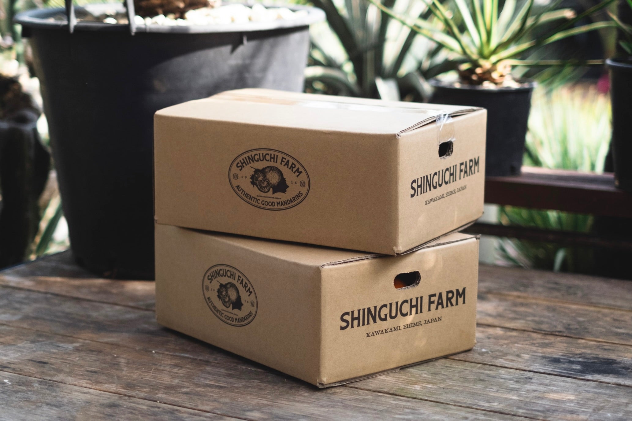 まどんな（贈答用） – SHINGUCHI FARM