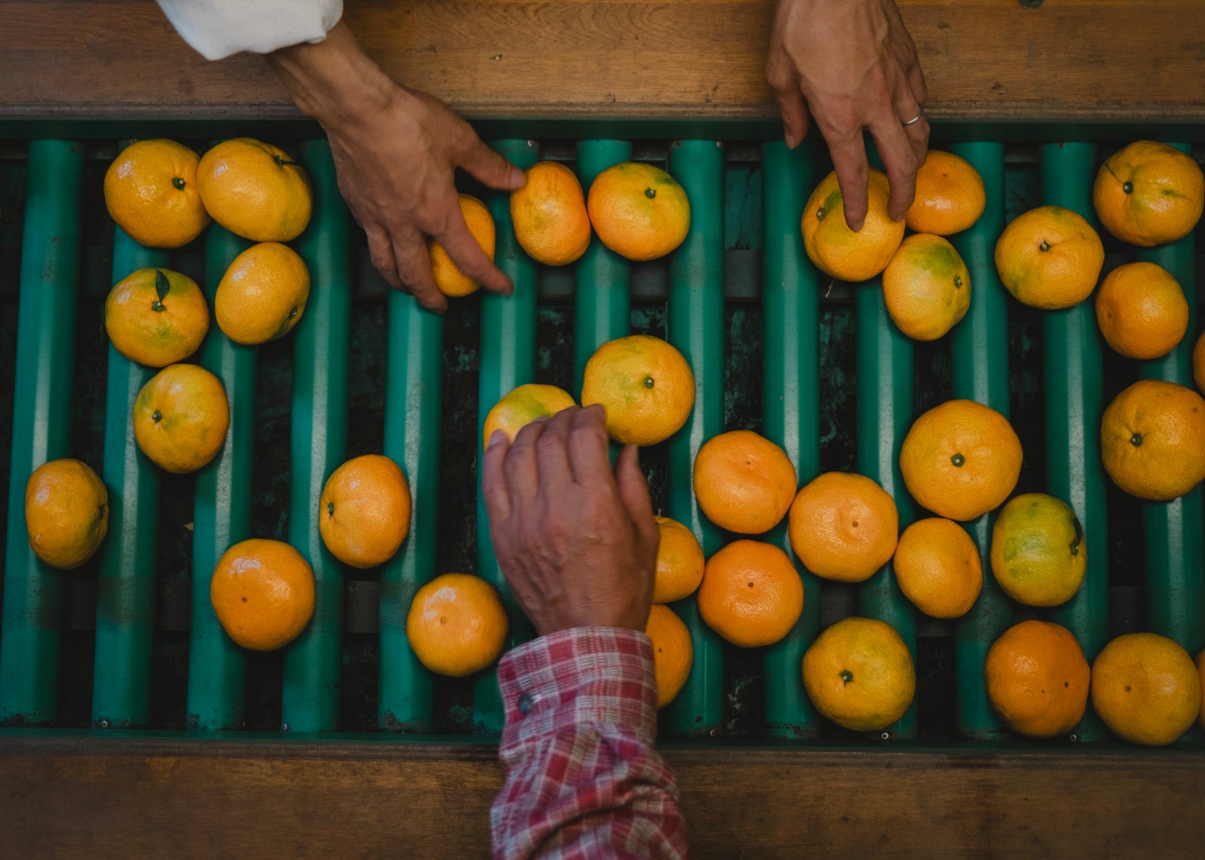 新口農園｜愛媛みかん｜SHINGUCHI FARM
